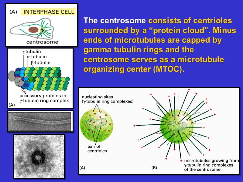The centrosome consists of centrioles surrounded by a “protein cloud”. Minus ends of microtubules